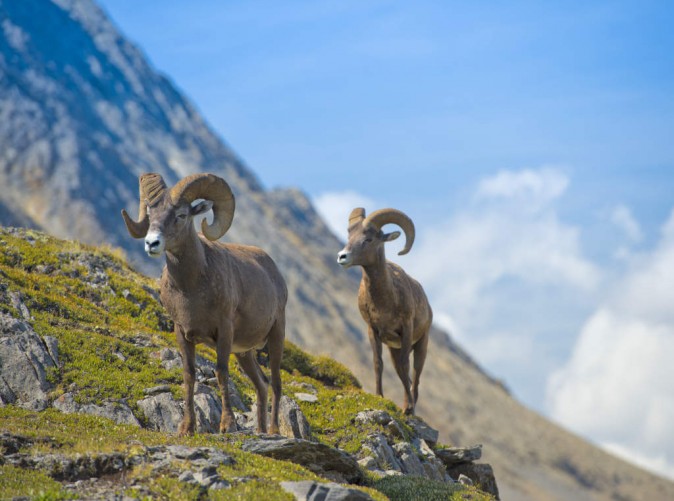 020_Dickhornschafe - 16 - Copyright Andrea Izzotti – stock.adobe.com - Lernidee Reisen - Schoene Aussichten Touristik